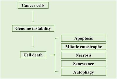 Breaking the barrier: Nanoparticle-enhanced radiotherapy as the new vanguard in brain tumor treatment
